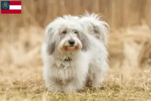 Read more about the article Coton de Tuléar breeders and puppies in Georgia