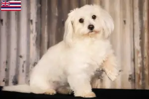 Read more about the article Coton de Tuléar breeders and puppies in Hawaii