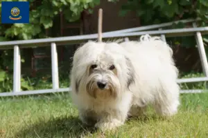 Read more about the article Coton de Tuléar breeders and puppies in Idaho