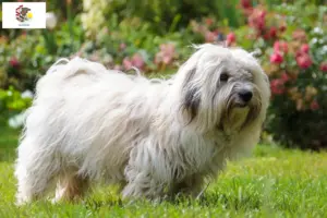 Read more about the article Coton de Tuléar breeders and puppies in Illinois