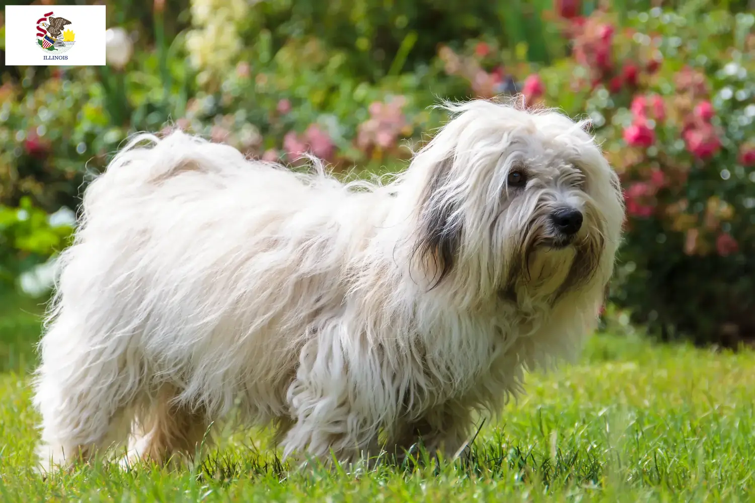 Coton de Tuléar puppies and breeders Illinois Find Coton de Tuléars breeders in Illinois.