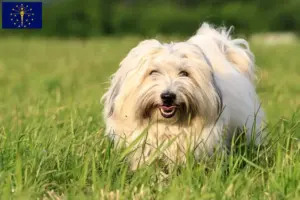 Read more about the article Coton de Tuléar breeders and puppies in Indiana
