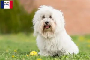 Read more about the article Coton de Tuléar breeders and puppies in Iowa