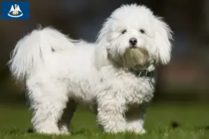 Read more about the article Coton de Tuléar breeders and puppies in Louisiana