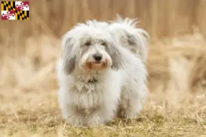 Read more about the article Coton de Tuléar breeders and puppies in Maryland