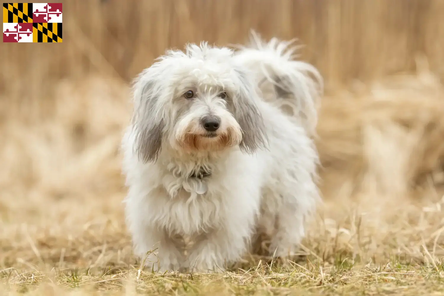 Coton de Tuléar puppies and breeders Maryland Find Coton de Tuléars breeders in Maryland.