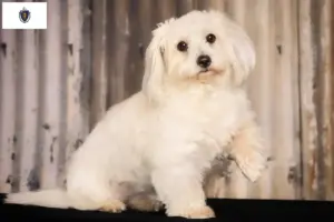 Read more about the article Coton de Tuléar breeders and puppies in Massachusetts