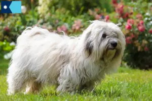 Read more about the article Coton de Tuléar breeders and puppies in Minnesota