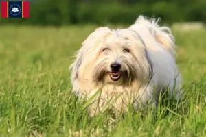 Read more about the article Coton de Tuléar breeders and puppies in Mississippi