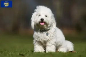 Read more about the article Coton de Tuléar breeders and puppies in Nebraska