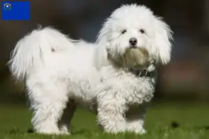 Read more about the article Coton de Tuléar breeders and puppies in Nevada