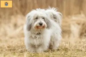 Read more about the article Coton de Tuléar breeders and puppies in New Jersey