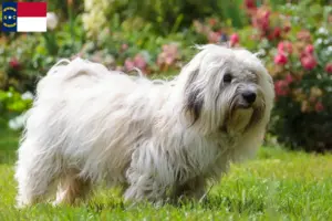 Read more about the article Coton de Tuléar breeders and puppies in North Carolina