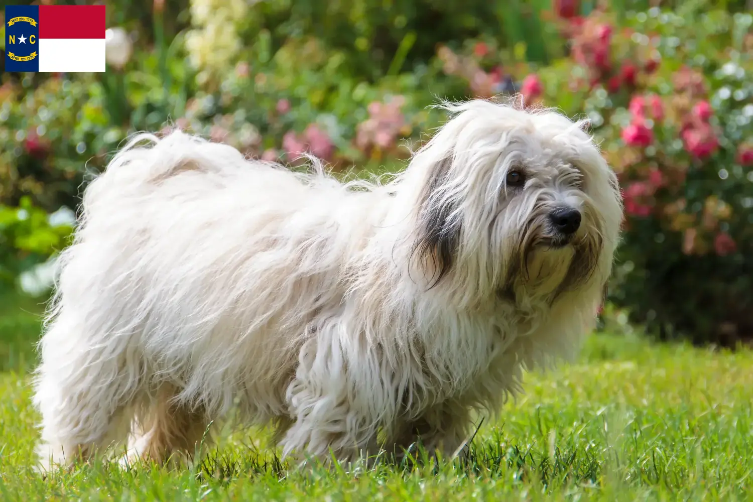 Coton de Tuléar puppies and breeders North Carolina Find Coton de Tuléars breeders in North Carolina.