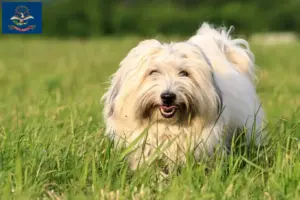 Read more about the article Coton de Tuléar breeders and puppies in North Dakota