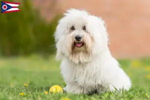 Read more about the article Coton de Tuléar breeders and puppies in Ohio