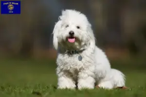Read more about the article Coton de Tuléar breeders and puppies in Oregon