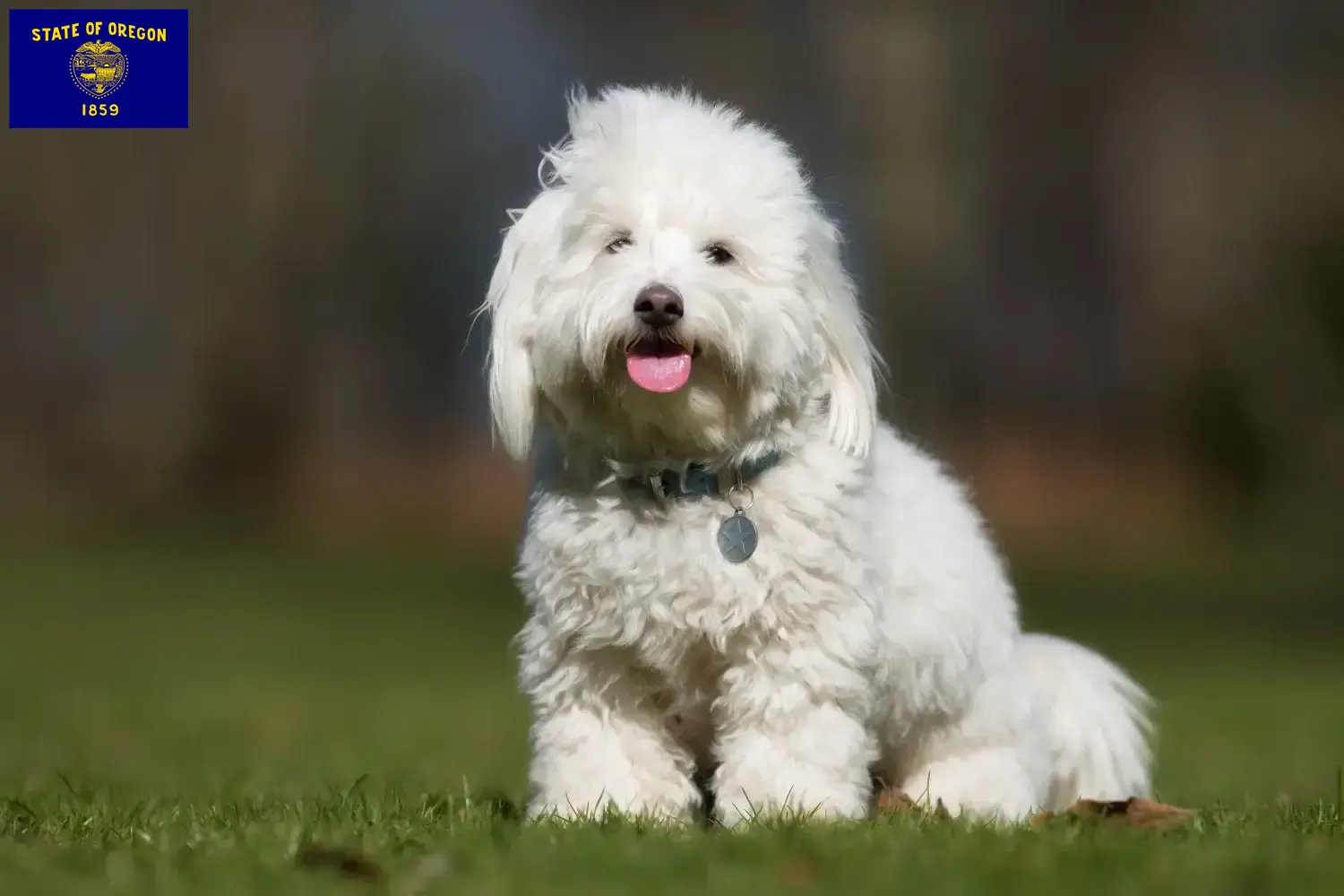 Coton de Tuléar puppies and breeders Oregon Find Coton de Tuléars breeders in Oregon.