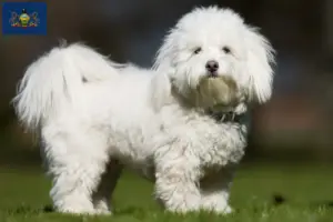 Read more about the article Coton de Tuléar breeders and puppies in Pennsylvania