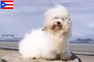 Read more about the article Coton de Tuléar breeders and puppies in Puerto Rico