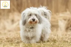 Read more about the article Coton de Tuléar breeders and puppies in Rhode Island