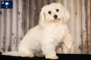 Read more about the article Coton de Tuléar breeders and puppies in South Carolina
