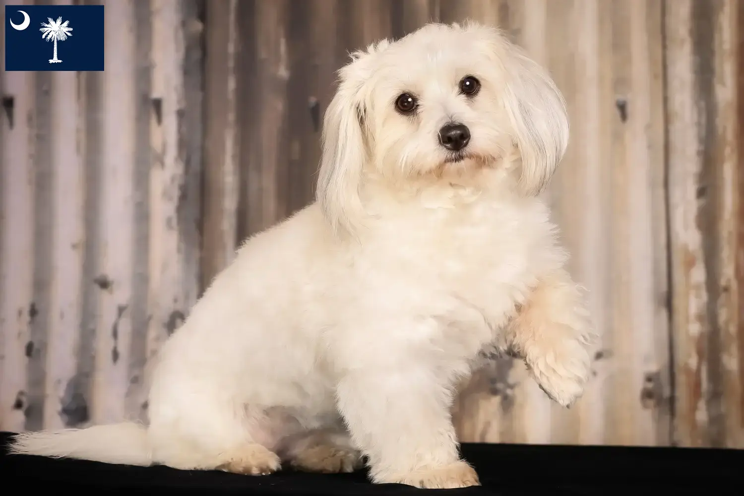 Coton de Tuléar puppies and breeders South Carolina Find Coton de Tuléars breeders in South Carolina.