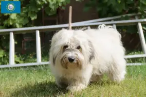 Read more about the article Coton de Tuléar breeders and puppies in South Dakota