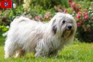 Read more about the article Coton de Tuléar breeders and puppies in Tennessee