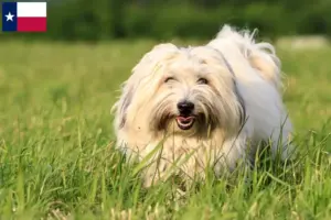 Read more about the article Coton de Tuléar breeders and puppies in Texas