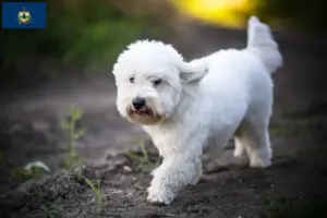 Read more about the article Coton de Tuléar breeders and puppies in Vermont