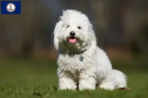 Read more about the article Coton de Tuléar breeders and puppies in Virginia