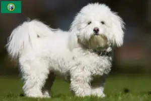 Read more about the article Coton de Tuléar breeders and puppies in Washington