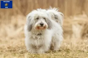 Read more about the article Coton de Tuléar breeders and puppies in Wisconsin