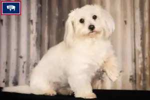 Read more about the article Coton de Tuléar breeders and puppies in Wyoming