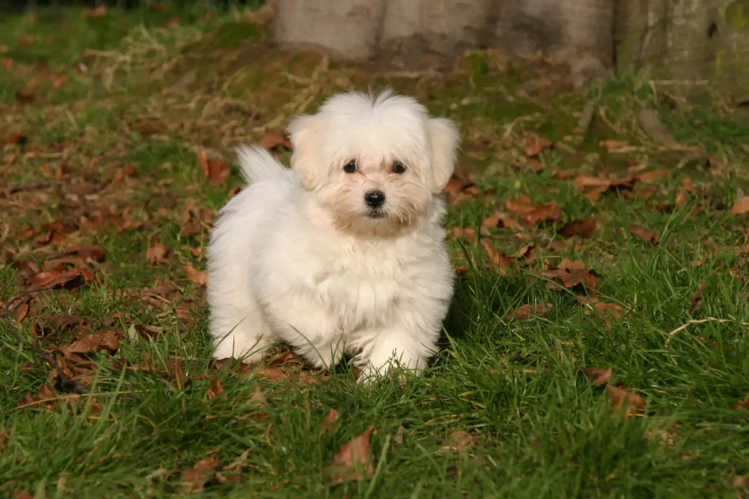 Buying a Coton de Tuléar puppy means taking responsibility! Buy Coton de Tuléar puppies.