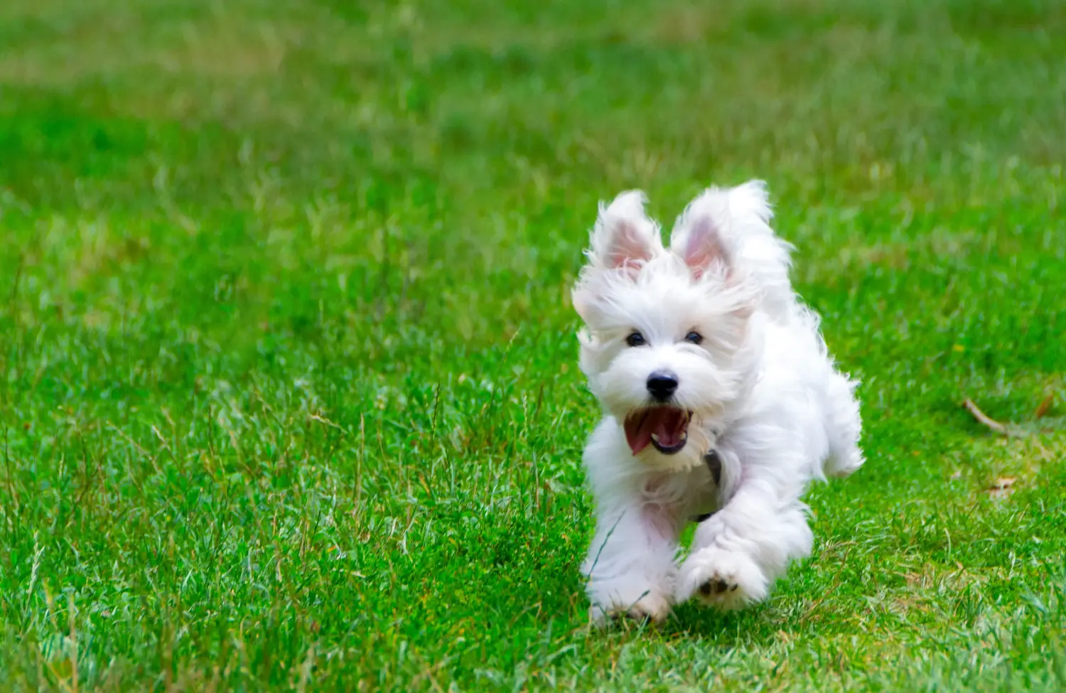 Buying a Coton de Tuléar puppy means taking responsibility! Buy Coton de Tuléar puppies.