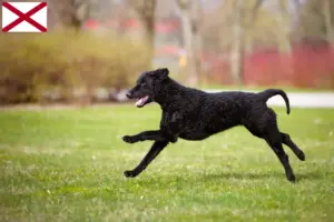 Read more about the article Curly Coated Retriever breeders and puppies in Alabama