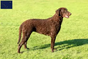 Read more about the article Curly Coated Retriever breeders and puppies in Alaska