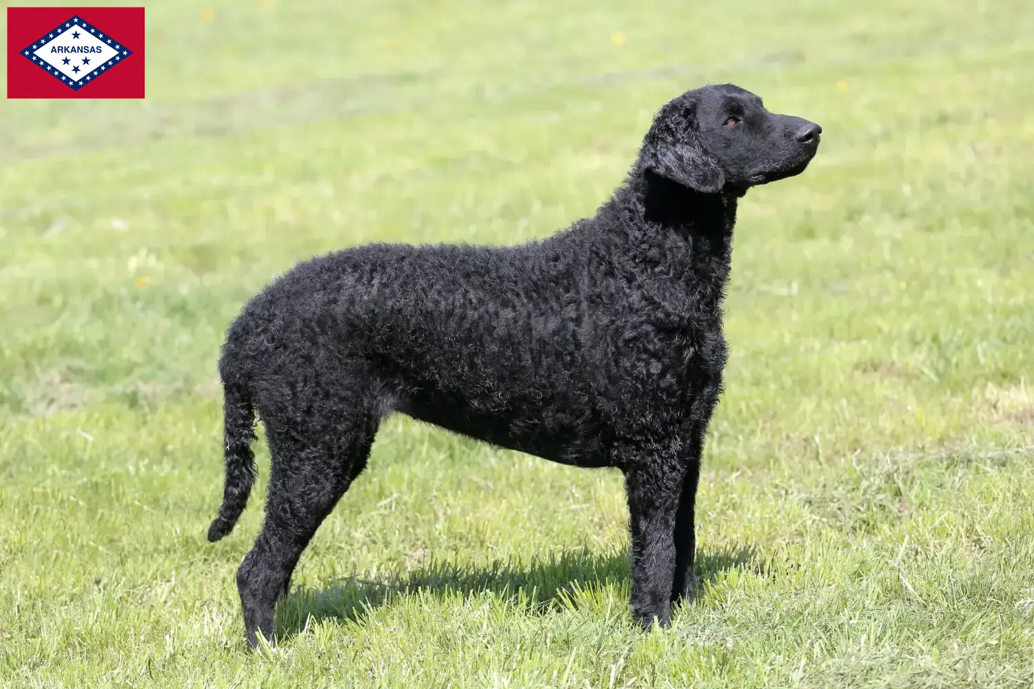 Curly Coated Retriever puppies and breeders Arkansas Find Curly Coated Retriever breeders in Arkansas.