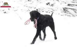 Read more about the article Curly Coated Retriever breeders and puppies in California