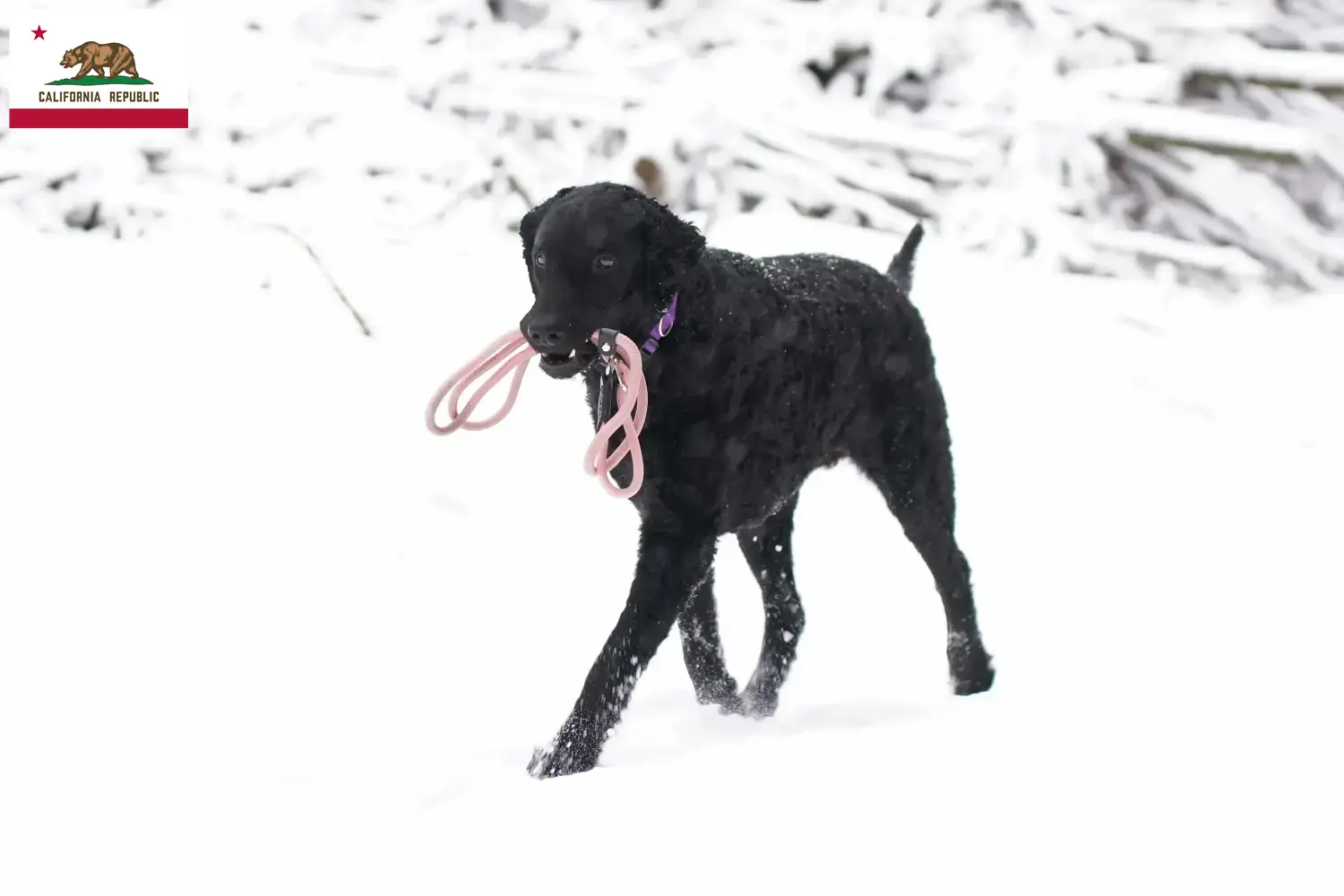 Read more about the article Curly Coated Retriever breeders and puppies in California