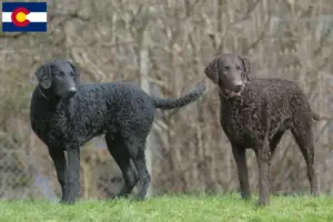 Read more about the article Curly Coated Retriever breeders and puppies in Colorado