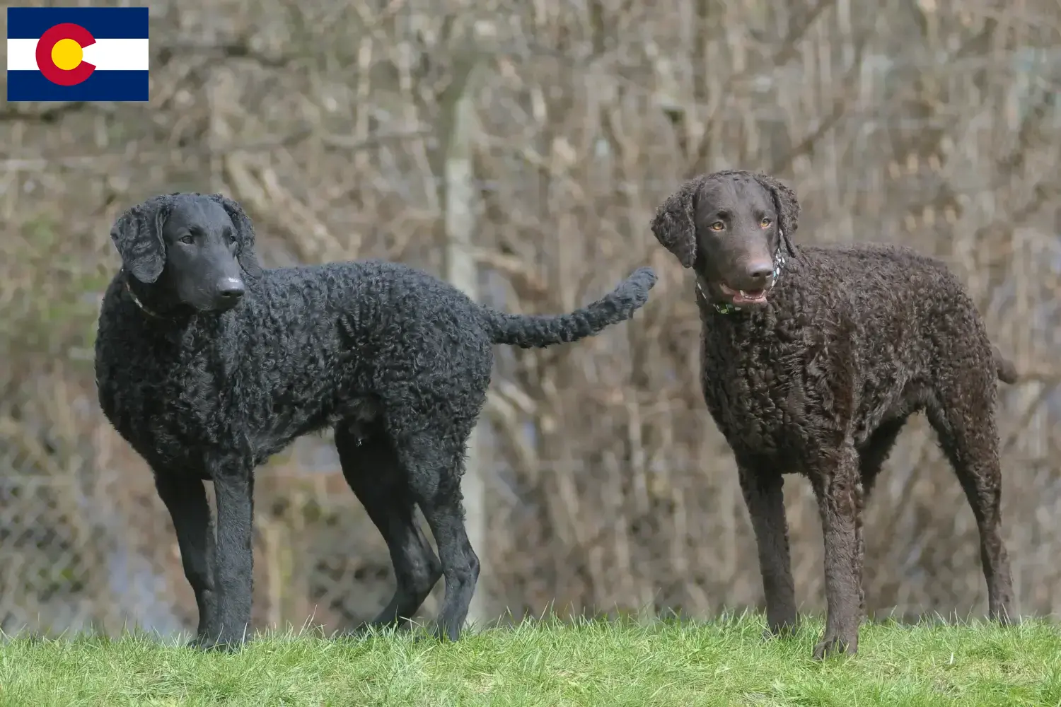 Read more about the article Curly Coated Retriever breeders and puppies in Colorado