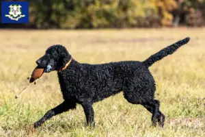 Read more about the article Curly Coated Retriever breeders and puppies in Connecticut