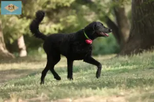 Read more about the article Curly Coated Retriever breeders and puppies in Delaware