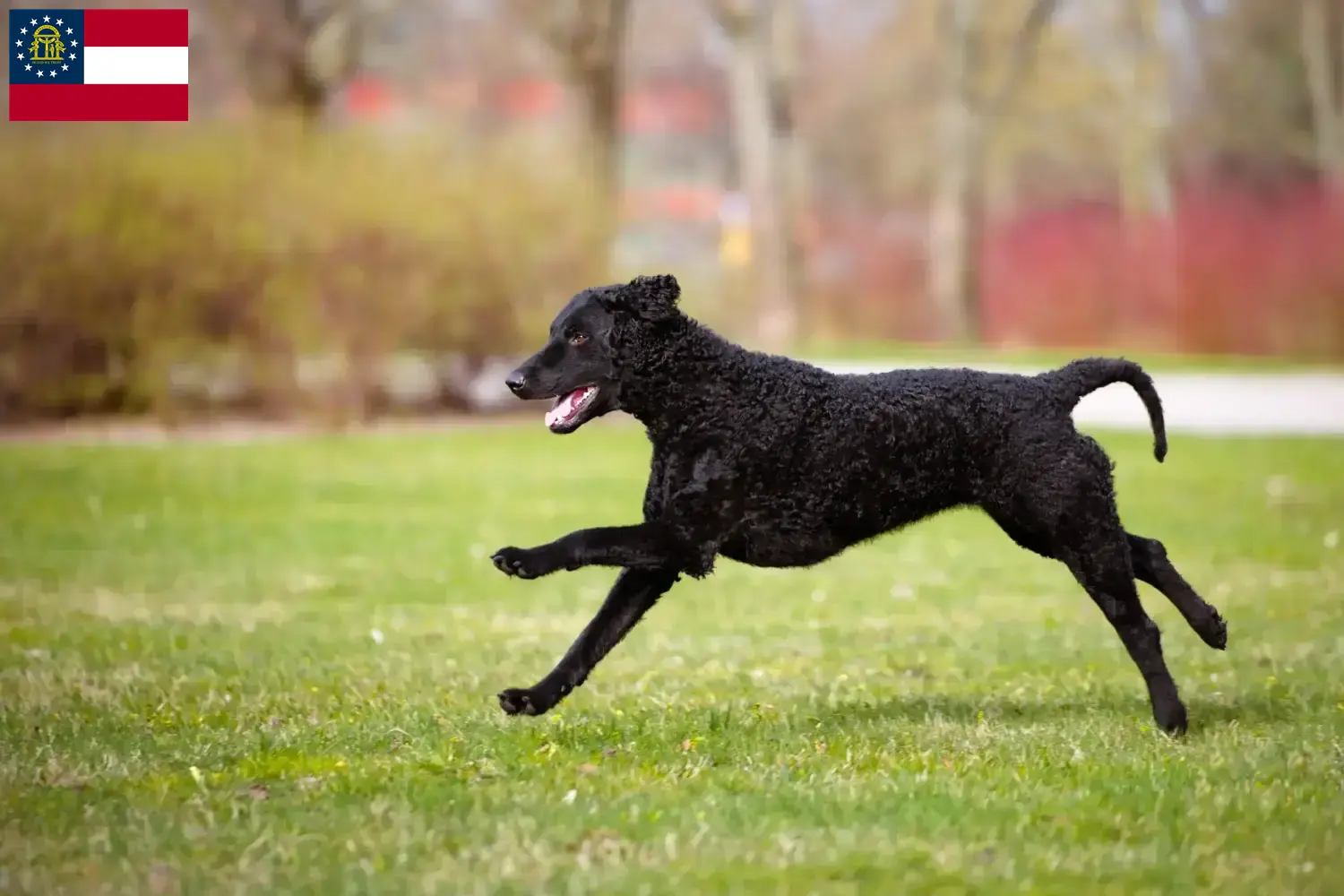 Read more about the article Curly Coated Retriever breeders and puppies in Georgia