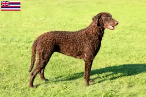 Read more about the article Curly Coated Retriever breeders and puppies in Hawaii