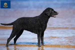 Read more about the article Curly Coated Retriever breeders and puppies in Idaho