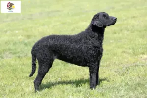 Read more about the article Curly Coated Retriever breeders and puppies in Illinois